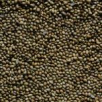 Coriander