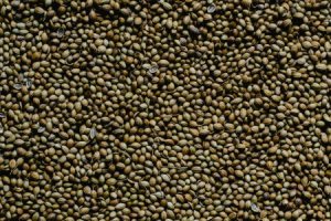 Coriander
