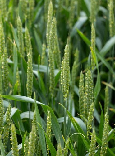 CEREAL-CROPS